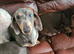 Dachshund x Labrador