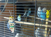 Budgies latino pair and standard ones all must go