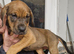 Cane corso doberman mix puppies