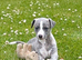 Stunning whippet girl .