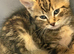 Beautiful Kittens for Sale