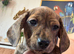 Miniature smooth haired dachshund litter ready 21sr