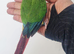 Hand reared conure baby with new cage