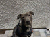 Beautiful 10 month staffy x English bull