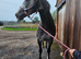 4yr Grey Gelding Ror