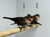 Common wax bill