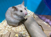 Syrian Hamster Baby females