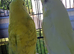 Pair of budgies