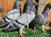 Figuritas show birds