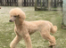 Fantastic Goldendoodle babies!