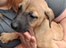 Well bred beautiful lurcher puppies