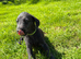F1 Bedlington Whippet Puppies