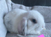 Mini lop litter also mini cashmere lops.