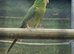 Mountain parakeet