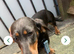 Miniature daschund 10 months old female