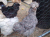 silkie roos