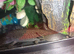 Axolotl available