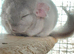 Beautiful baby beige male Chinchilla