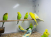 Budgies