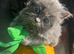 Ragdoll kittens