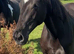 Kind yet Incredibly talented filly.