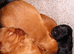 Working KC cocker spaniels