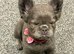 Fluffy frenchie