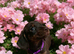 Welcome to my amazing fairbabies Jack Russell cross dachshund