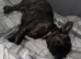 French bulldog/staffie cross
