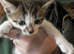 Kittens