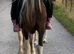 For sale Maya 13hh 6yo cob mare