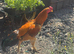 Chicken and male