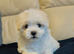 Beautiful Maltese puppy last girl