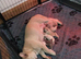 Beautiful French Bulldogs puppies