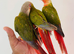 Hand reared conure for sale