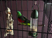 Red winget parrot
