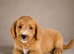 Labradoodle pups ready to go
