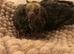 Silly tame hand reared 2 pigeons