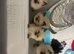 colour point ragdoll kittens only 2 left