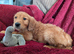 Golden Retriever puppy KC REG,