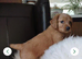 Cockapoo F2