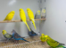 Budgies