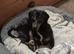 Ozzy 10 month old mini dachshund