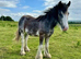 13:2 Blagdon 3 year old