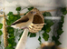 Silverbills finches