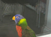 2 year old rainbow lorikeet