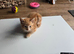 One ginger male kitten up for sale due to time waster
