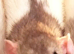 3X Female Rats with Large cage