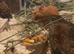 Male Syrian hamster
