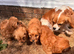 Stunning Cavapoo puppies
